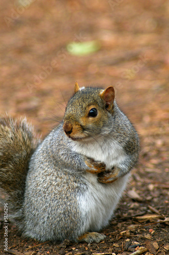 Squirrel
