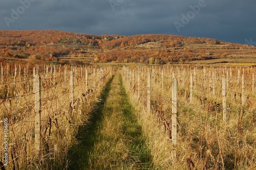 vineyard after harvest