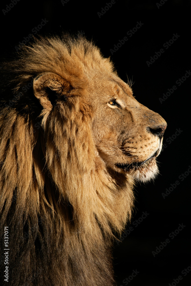 Obraz premium Duży samiec lwa afrykańskiego (Panthera leo)
