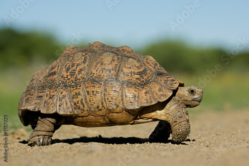 Mountain tortoise (Geochelone pardalis) 