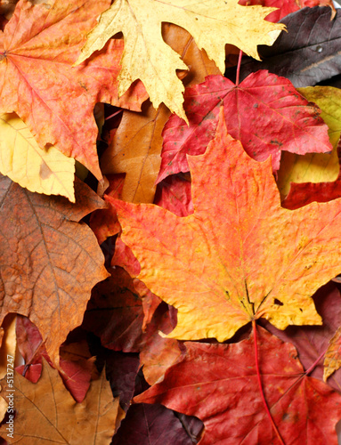 Fall Autumn leaves