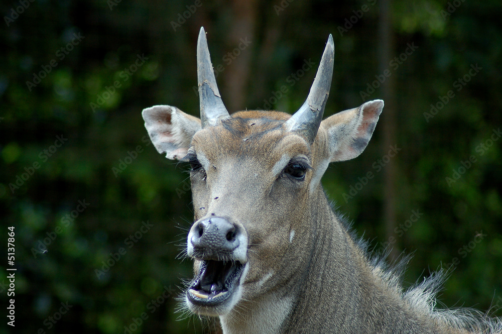 Nilgauantilope