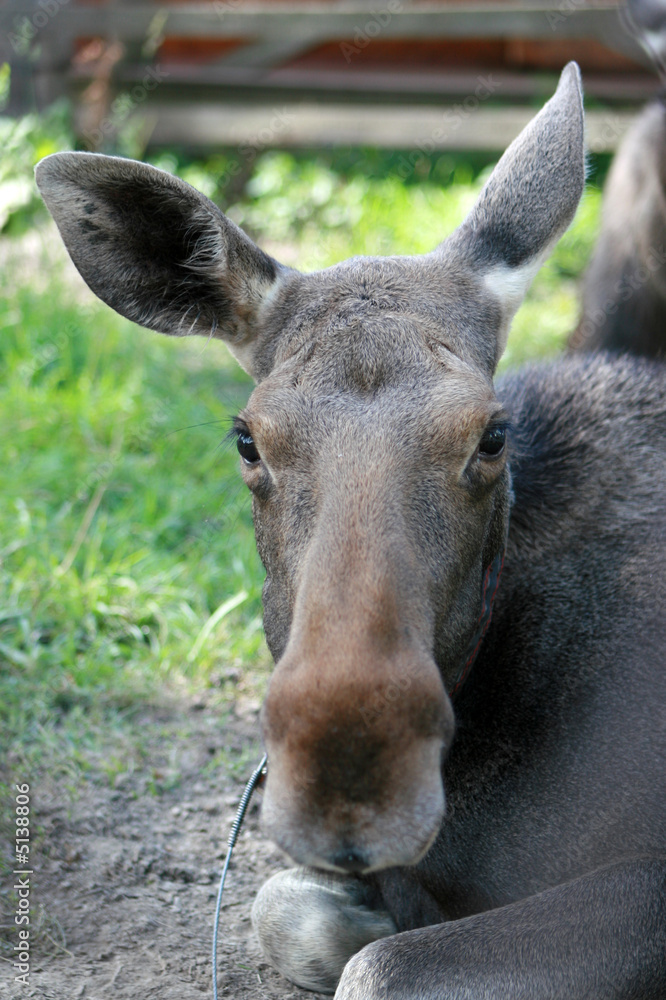 Female elk portrait