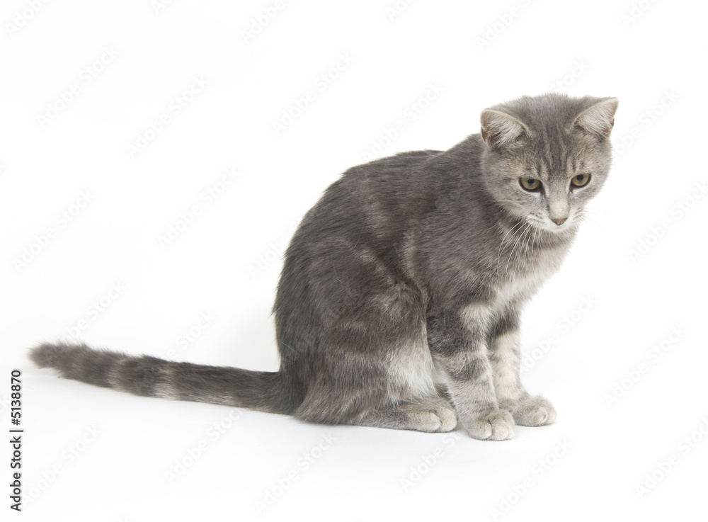 Gray cat on white background