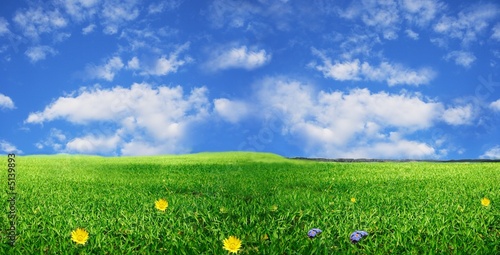 Fototapeta Naklejka Na Ścianę i Meble -   green meadow