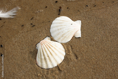 two shells