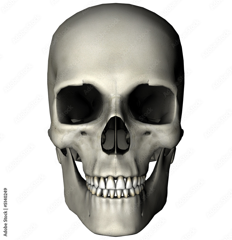 Human skull anterior view graphic on white background
