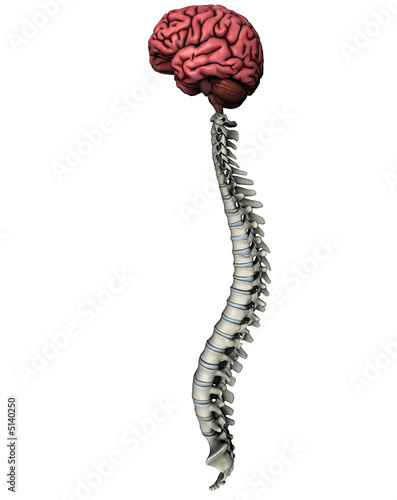 Brain and spine lateral graphic on white background
