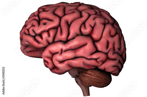 Human brain on white background photo