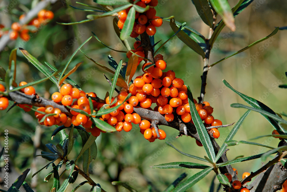 Fototapeta premium Berries of Sea buckthorn. Hippophae rhamnoides.