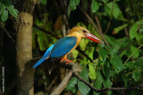 Stork-billed Kingfisher
