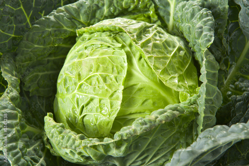 Fototapeta premium Savoy cabbage