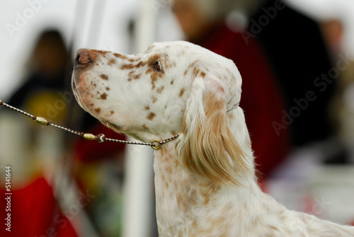 English Setter dog profile