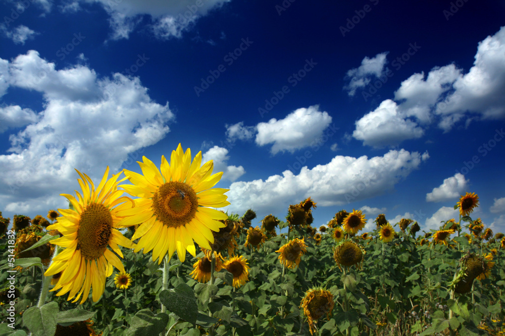 Fototapeta premium Sunflower