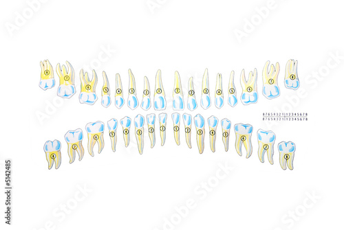 teeth illustration photo