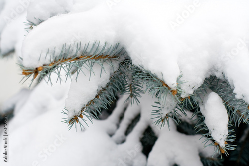 Fotografie Branches of a winter