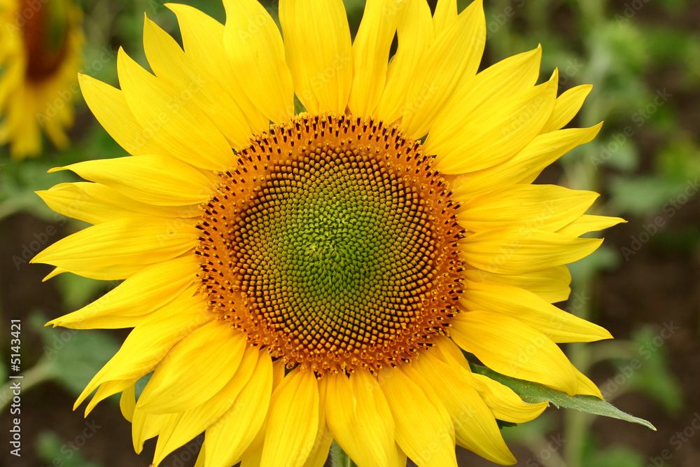 Obraz premium Summer sunflower