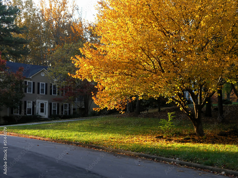 Fototapeta premium Fall Colors in Suburbia 1