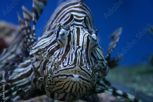 Rotfeuerfisch