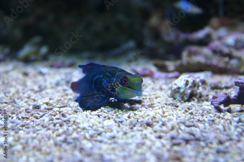 Fisch auf Grund