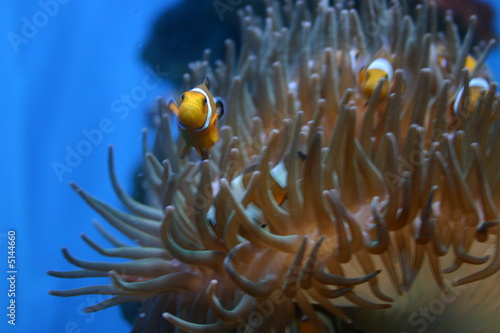 Clownsfisch in Anemone
