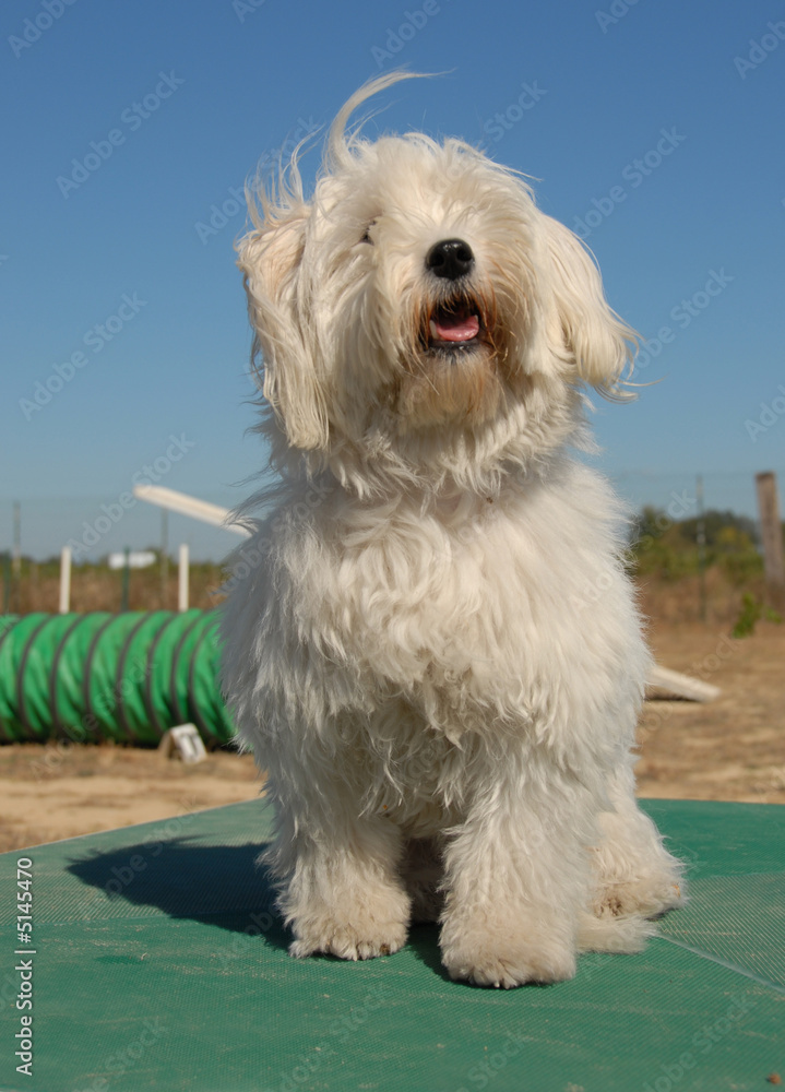 bichon bichon