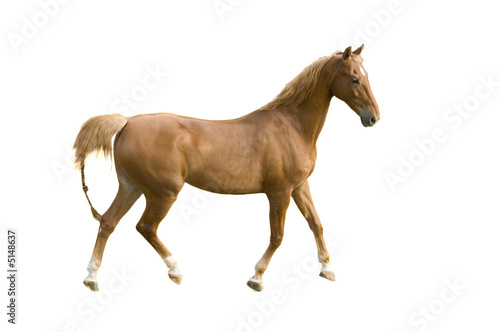 Fototapeta Naklejka Na Ścianę i Meble -  Saddlebred horse on white