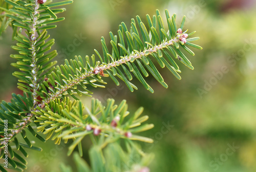 Pine branches in closeup