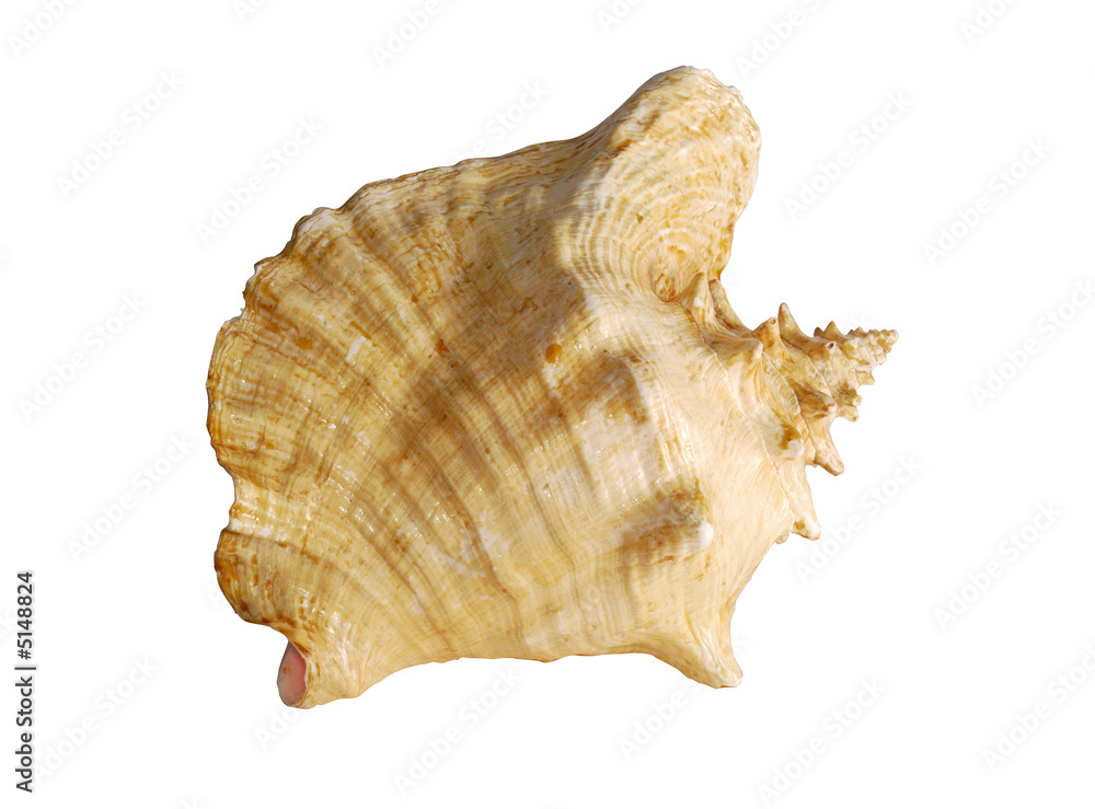 Sea shell Sea shell