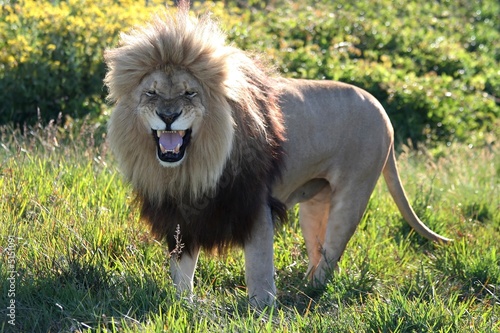 Snarling Male Lion