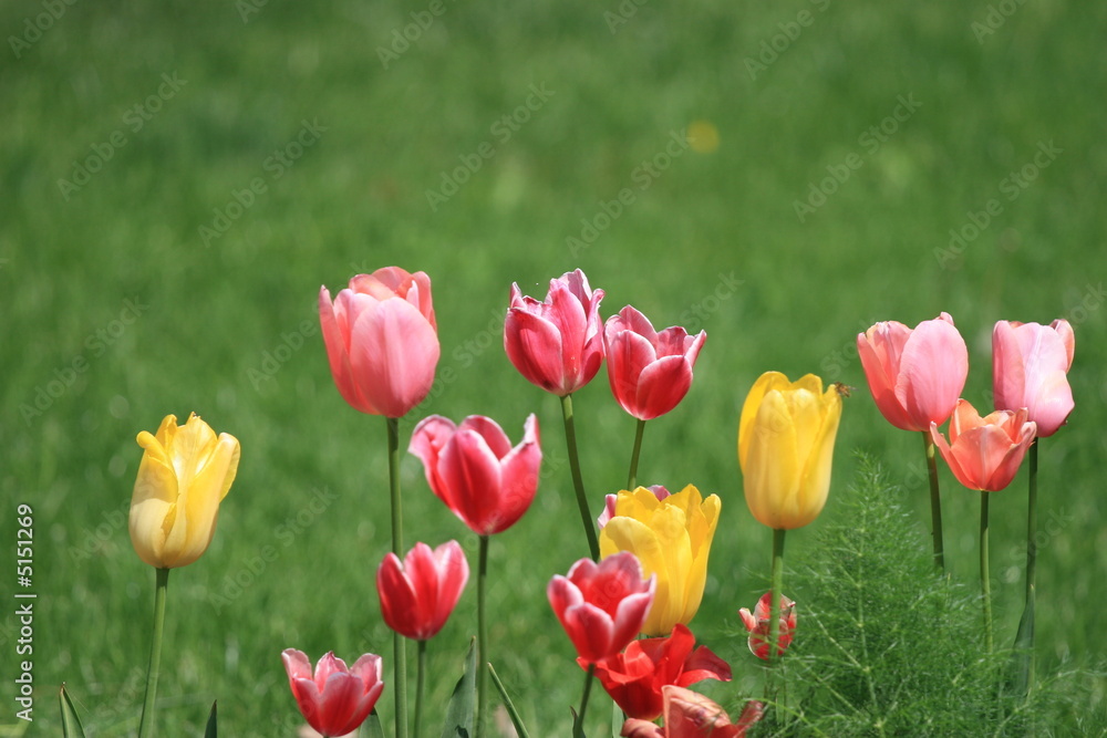 Obraz premium tulipani