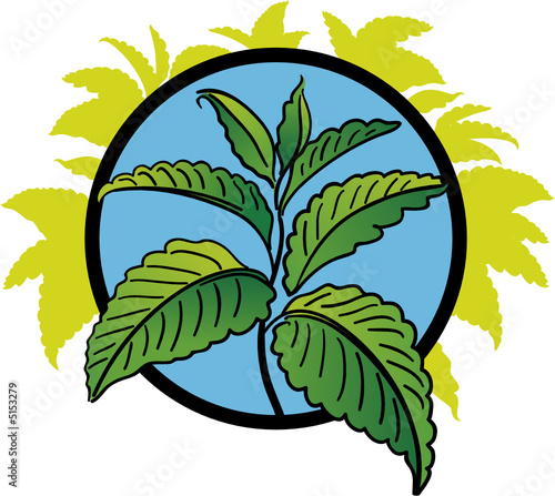 Green leaves of peppermint on a blue background.