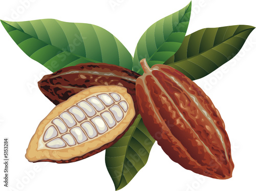Cocoa beans with green leaves.