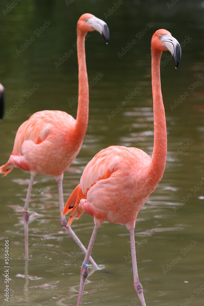 FLAMINGO FRIENDS