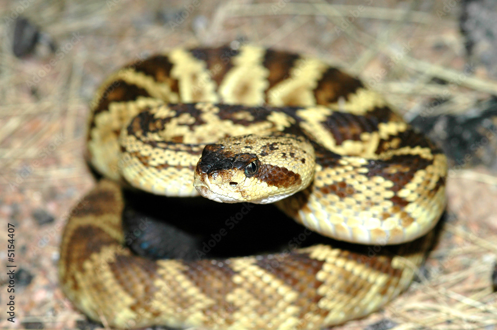 Crotalus molossus Crotalus molossus