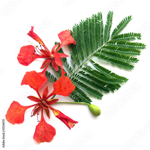 duo de flamboyant sur feuille © Unclesam