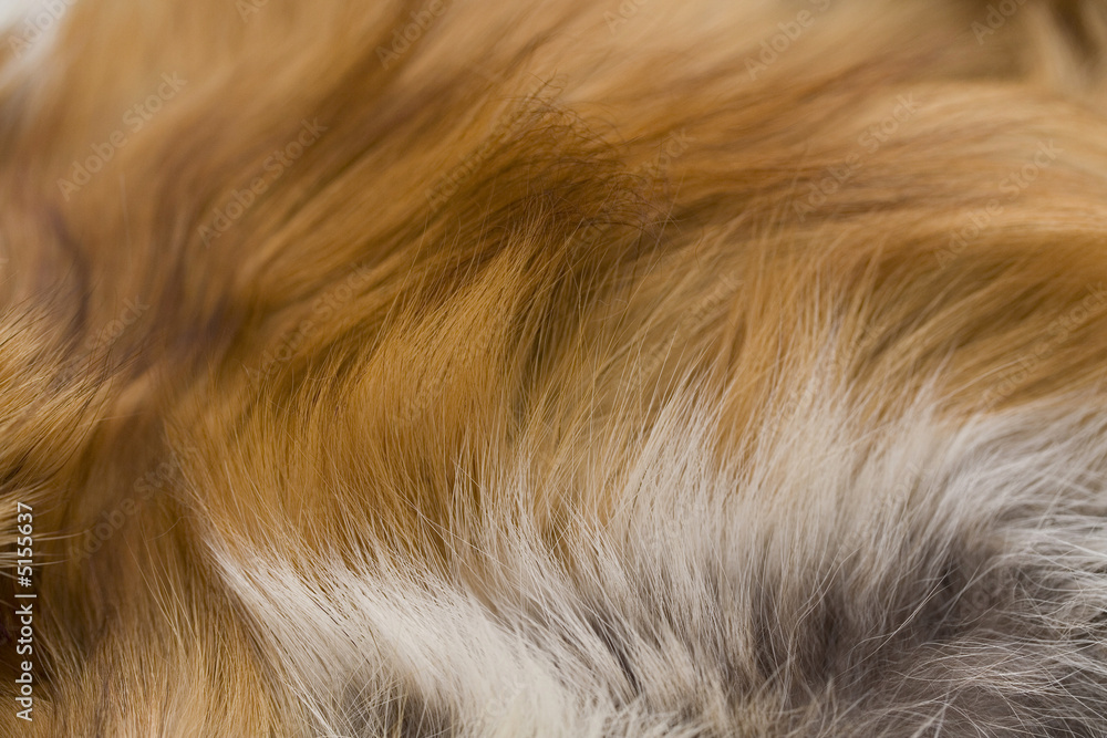 Fox fur Fox fur