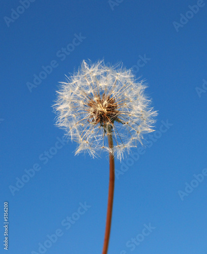 DAndelion 03