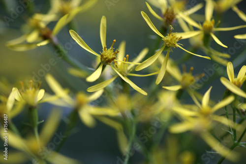 Johanniskraut photo