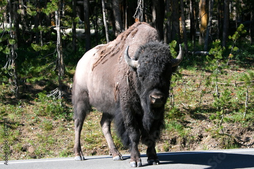 Bison