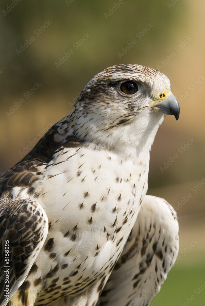 Saker Falcon Saker Falcon
