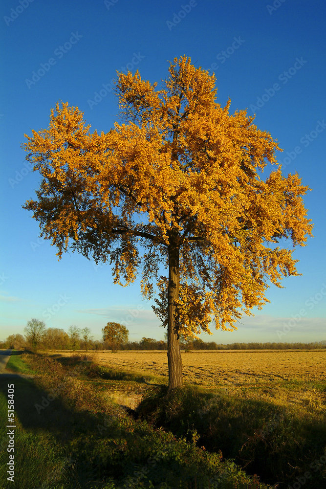 Fototapeta premium albero in autunno