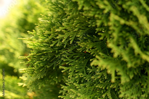 Thuja