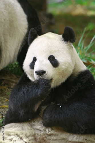 Panda Sitting