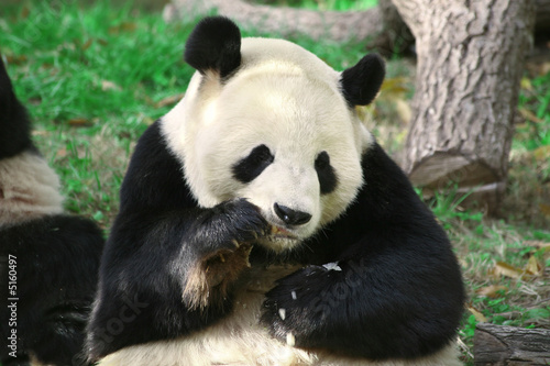 Panda Bear Eating © chasingmoments