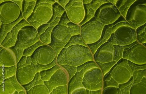 Mutant green leaf background