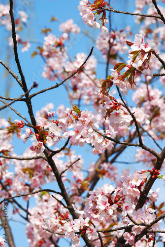 Sakura © haveseen
