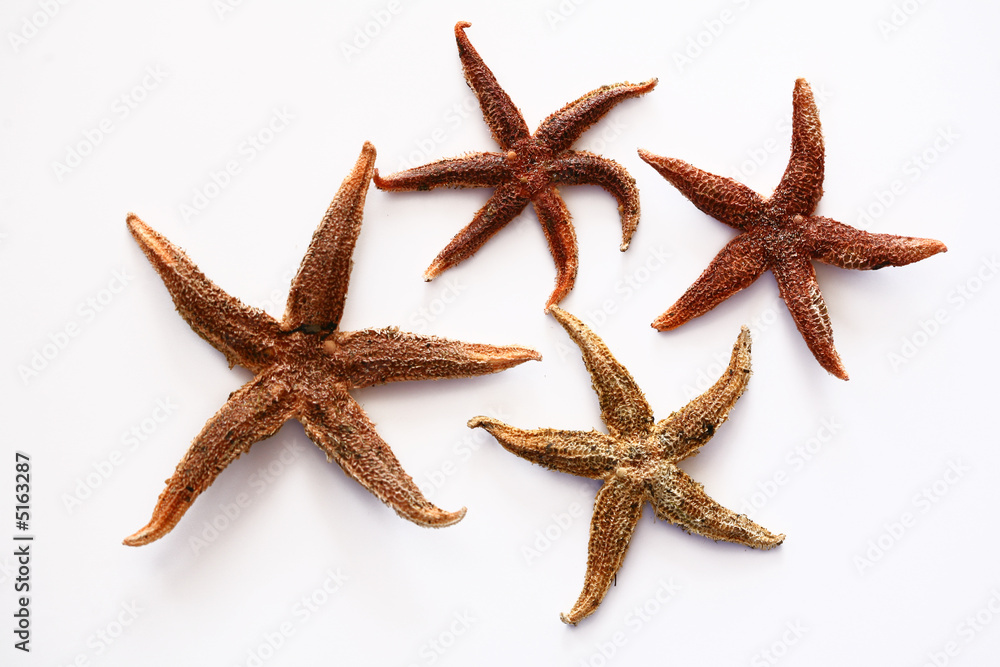 starfish starfish