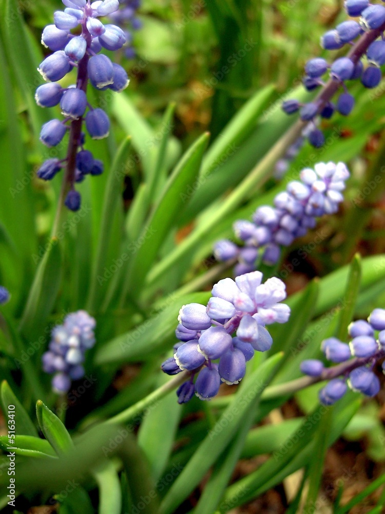 Fototapeta premium Hyacinth (armeniacum muscari)