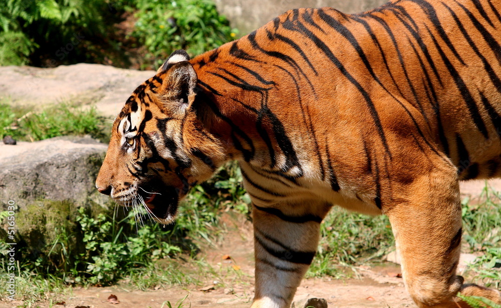Fototapeta premium Tiger